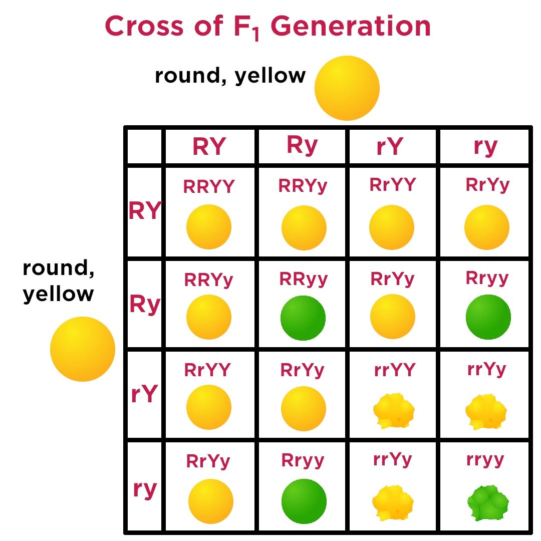 Worksheets Dihybrid Crosses