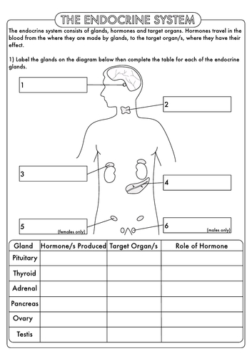 Endocrine System Worksheets for Engaged Learning